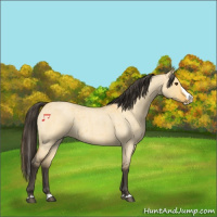 Horse Color:Buckskin Roan Dun Splash 