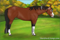 Horse Color:Gray Bay Splash Tobiano 