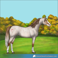 Horse Color:Red Dun Roan Splash 