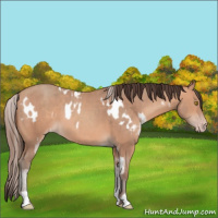 Horse Color:Amber Champagne Near Leopard  and Amber Champagne 
