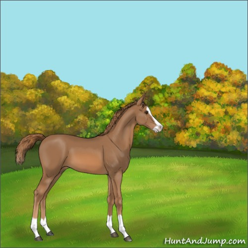 Horse Color:Chestnut Splash 