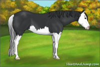 Horse Color:Black Splash 