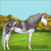 Horse Color:White Spotted Silver Black Splash 