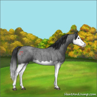 Horse Color:Blue Roan Splash 
