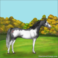 Horse Color:Blue Roan Splash Frame 