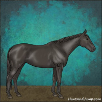 Horse Color:Smoky Black 