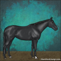 Horse Color:Black 