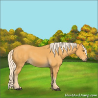 Horse Color:Palomino 