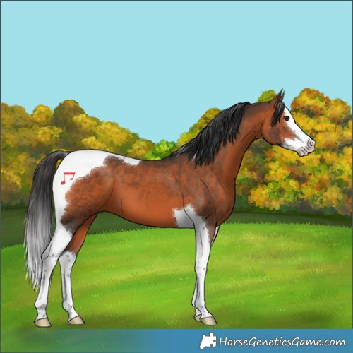 Horse Color:Brown Splash Tobiano 