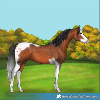 Horse Color:Brown Splash Tobiano 