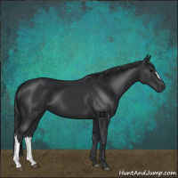 Horse Color:Black 