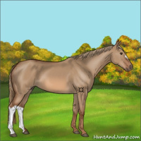 Horse Color:Red Dun