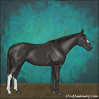 Horse Color:Smoky Black 
