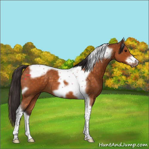 Horse Color:Buckskin Roan Tobiano Frame 