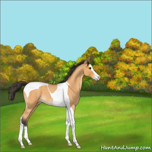 Horse Color:Buckskin Roan Splash Tobiano 