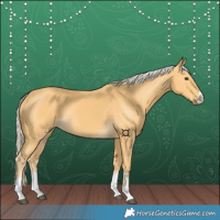 Horse Color:Palomino 