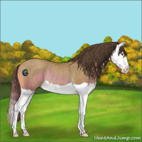 Horse Color:Classic Cream Champagne Splash Rabicano 