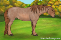 Horse Color:Red Roan 