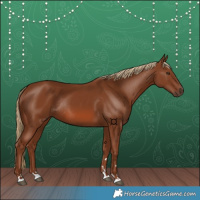 Horse Color:Chestnut Rabicano 