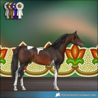 Horse Color:Brown Tobiano