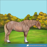 Horse Color:Red Roan Tobiano 