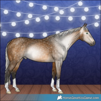 Horse Color:Gray Silver Buckskin 