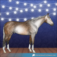 Horse Color:Gray Silver Buckskin 