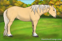 Horse Color:Palomino