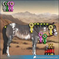 Horse Color:Brown Sabino Appaloosa 