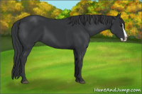 Horse Color:Black Splash 