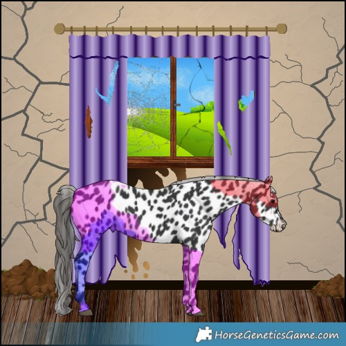 Horse Color:Black Appaloosa