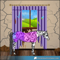 Horse Color:Black Appaloosa 