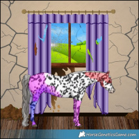 Horse Color:Black Leopard 