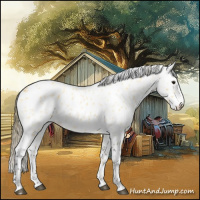 Horse Color:Buckskin Roan Appaloosa 