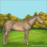 Horse Color:Chocolate Palomino Dun