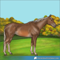 Horse Color:Chocolate Palomino 