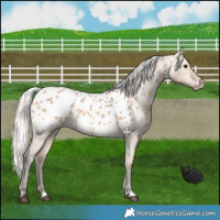 Horse Color:Silver Brown Dun Near Leopard 