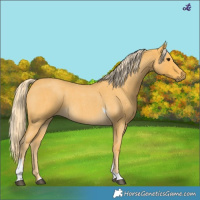 Horse Color:Palomino Roan Tobiano 