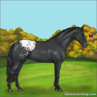 Horse Color:Blue Roan Appaloosa 