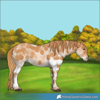 Horse Color:White Spotted Chestnut 