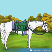 Horse Color:Silver Brown Dun Appaloosa 