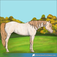 Horse Color:Gold Champagne Roan