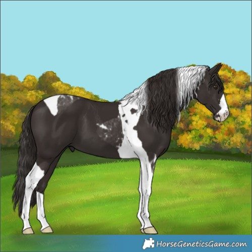 Horse Color:Liver Chestnut Tobiano 