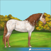 Horse Color:Red Dun Roan 
