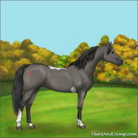 Horse Color:Grullo Roan Tobiano 