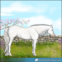 Horse Color:Gray Silver Amber Cream Champagne Roan Dun Splash Tobiano Frame Appaloosa Rabicano 