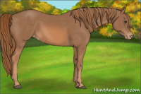 Horse Color:Chestnut Appaloosa