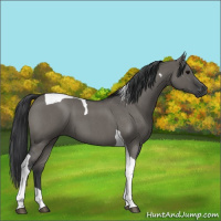 Horse Color:Grullo Roan Tobiano 