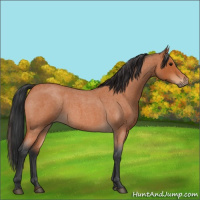 Horse Color:Bay Roan 