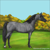 Horse Color:Blue Roan 